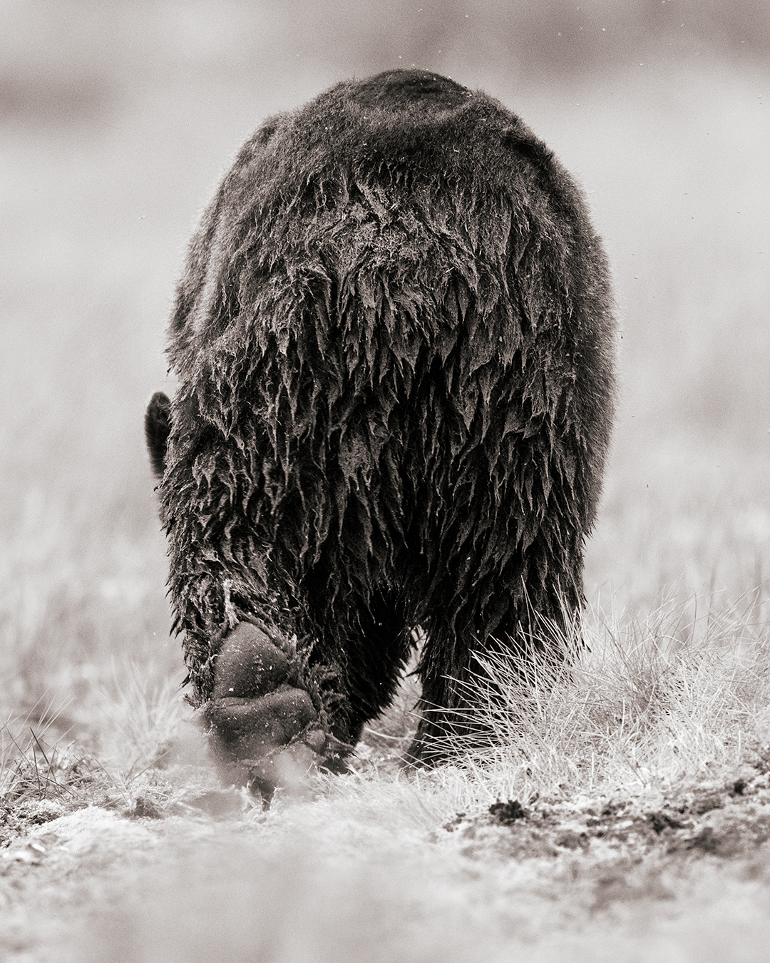 Follow the bear
