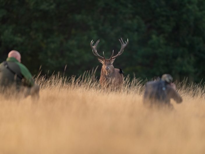 Deer safety