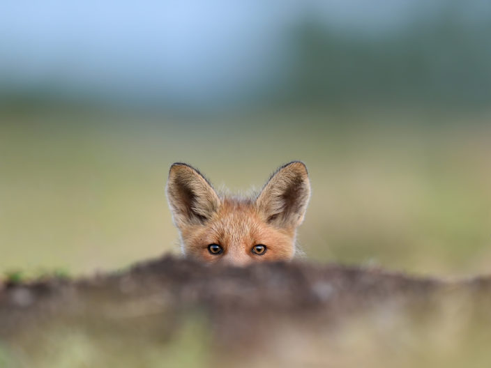 Fox Law