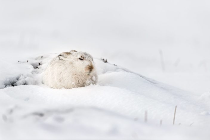 Hunkered Hare