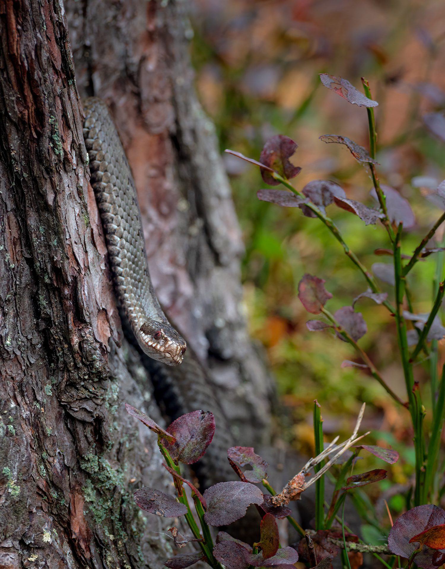 Adder