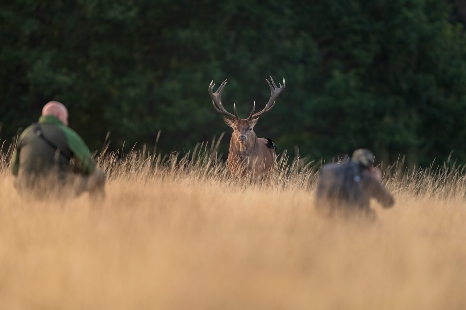 Deer safety