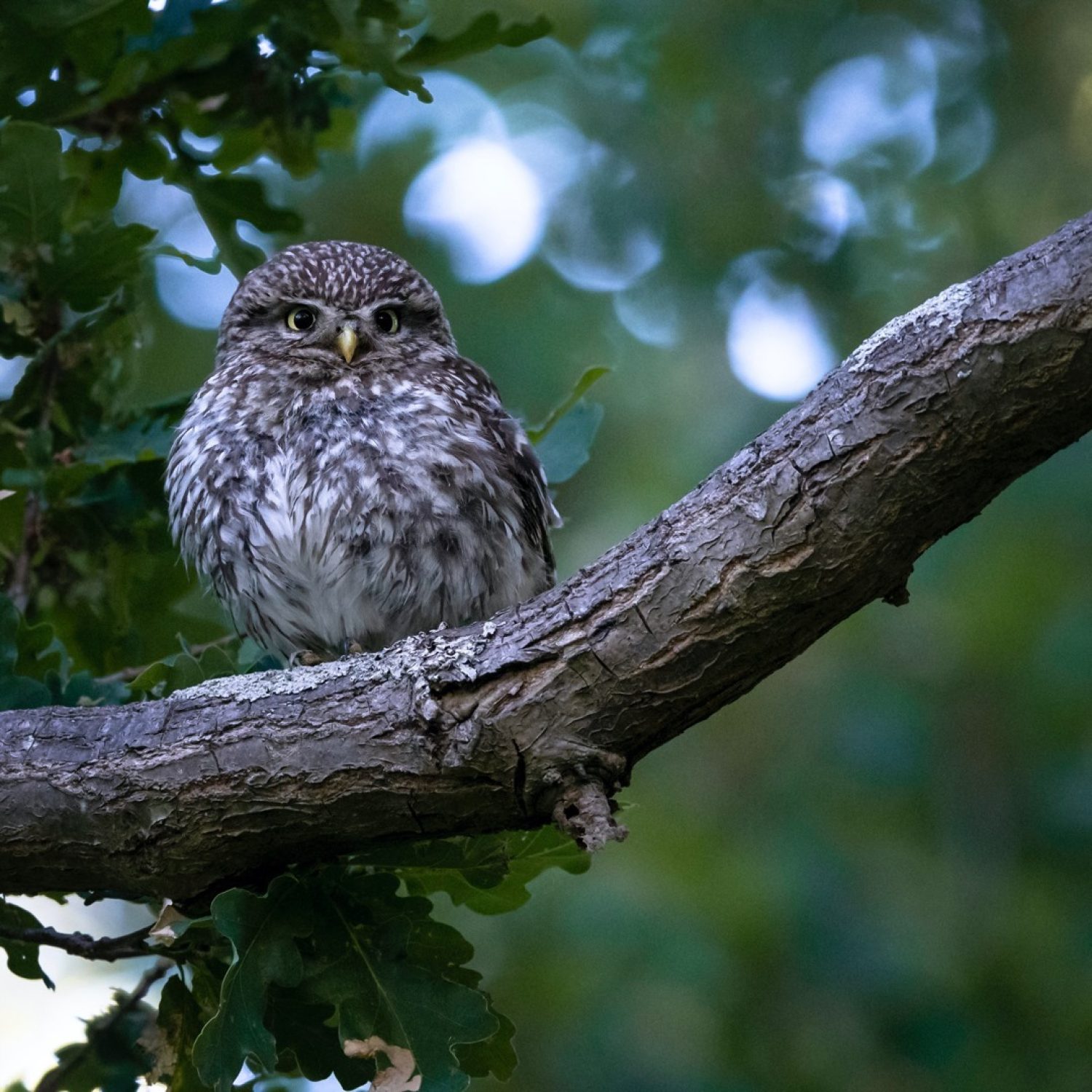 Little Owl Species