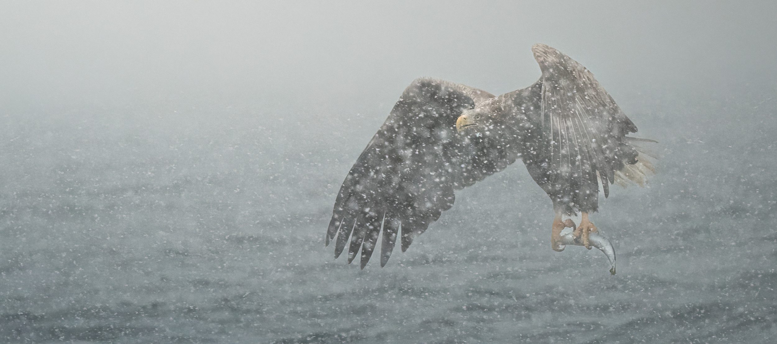 Landing Header Max