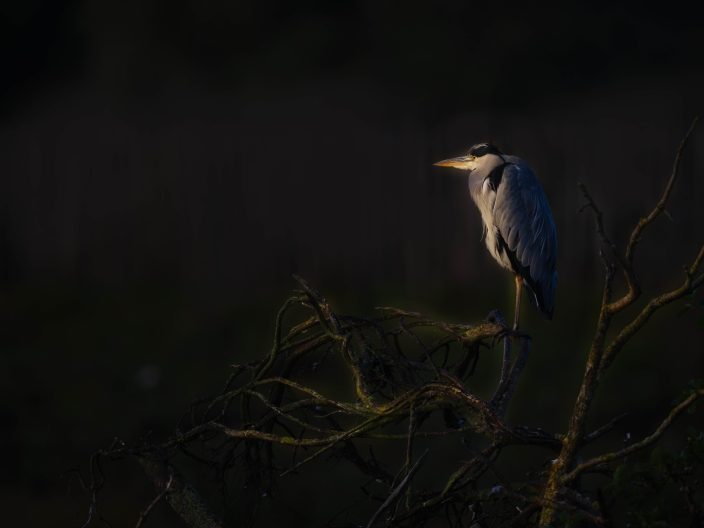Low key heron WS