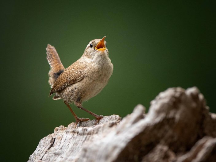 Wren
