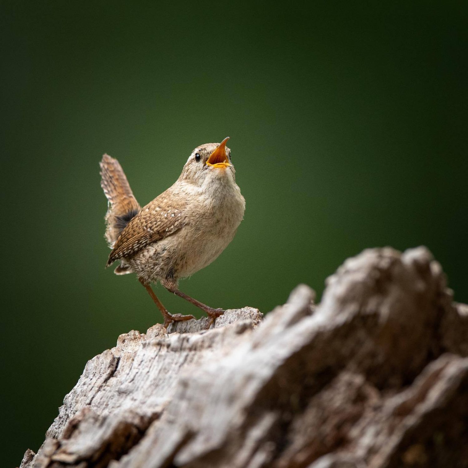 Wren