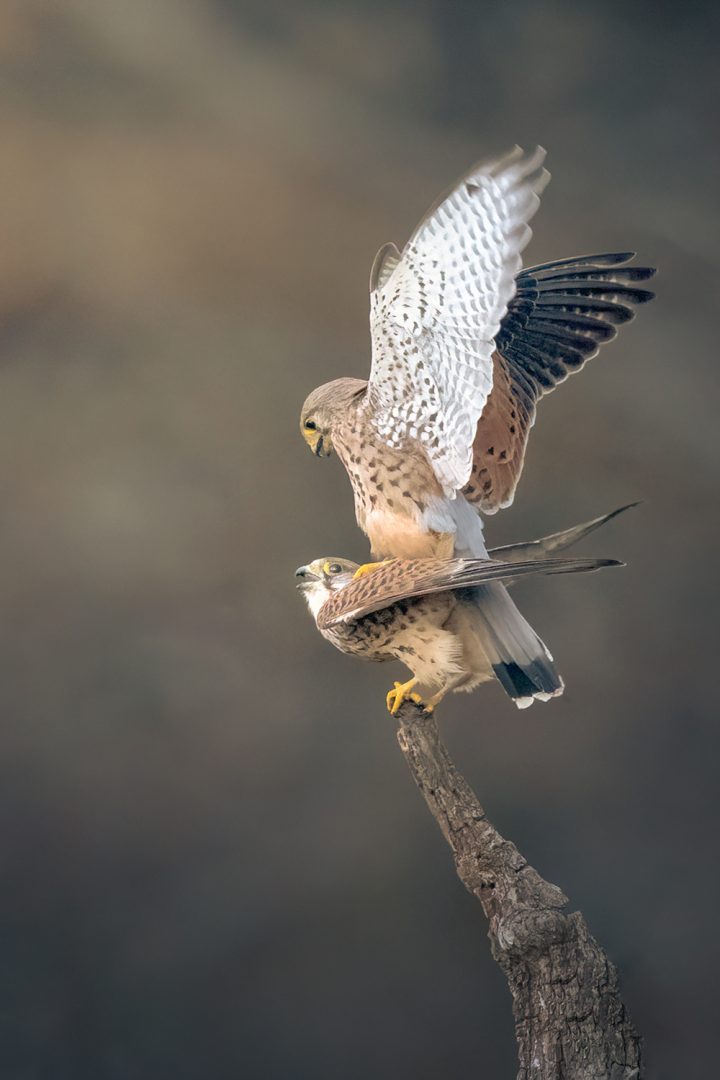 March 2022 Kestrels