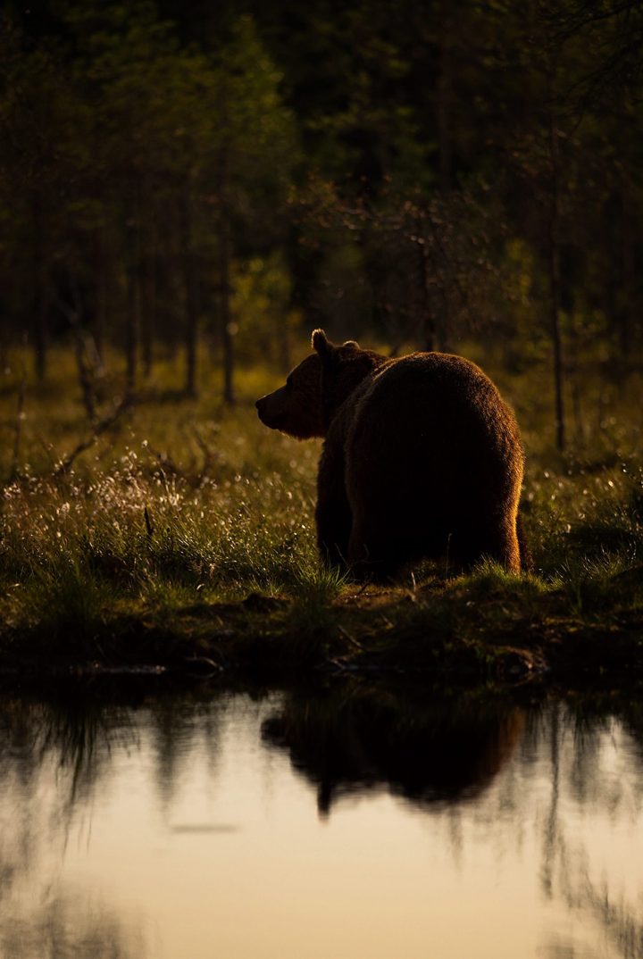 Reflection