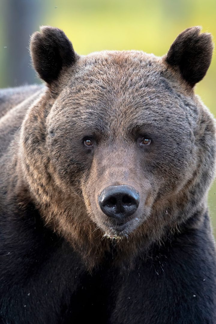 Bear Stare