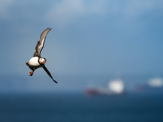 Flyby