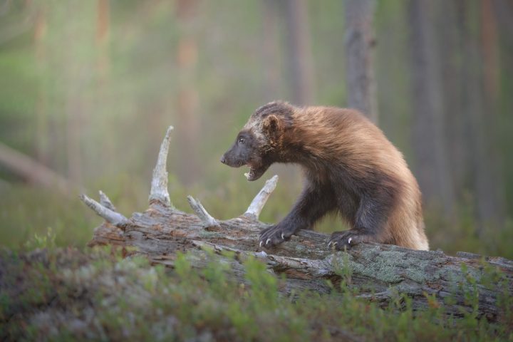 Boreal bound