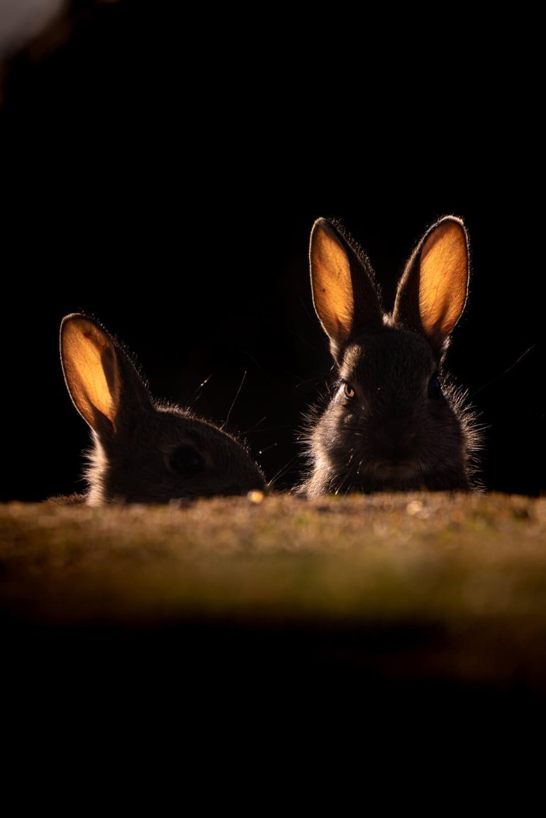 Bad bunnies