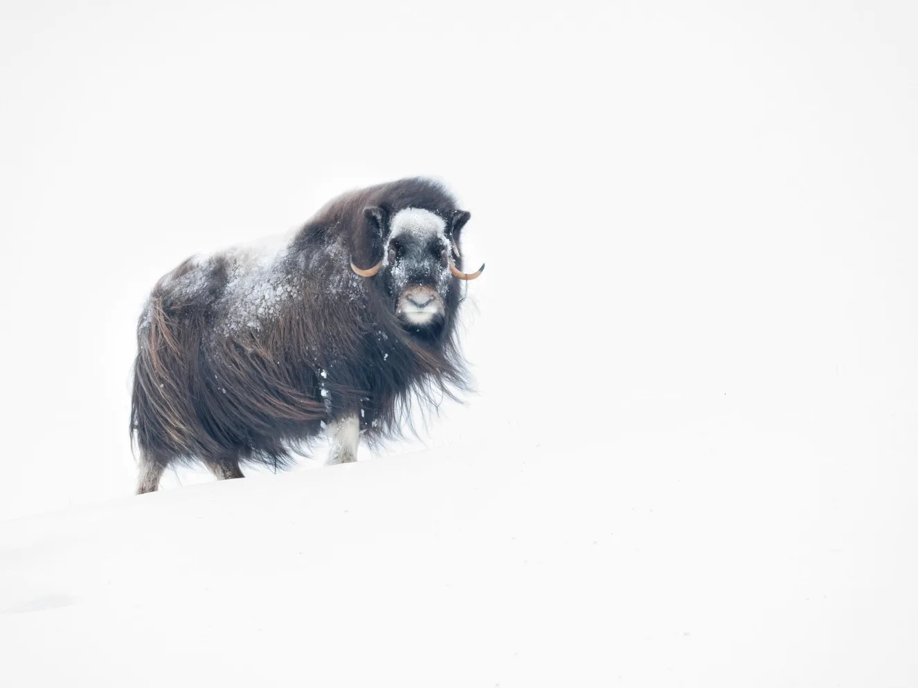 Musk Ox