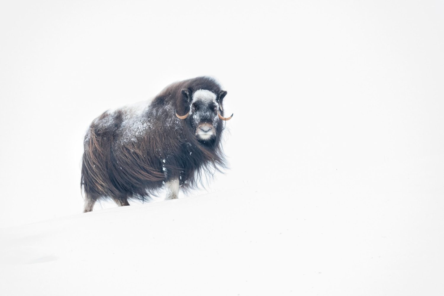 Musk Ox