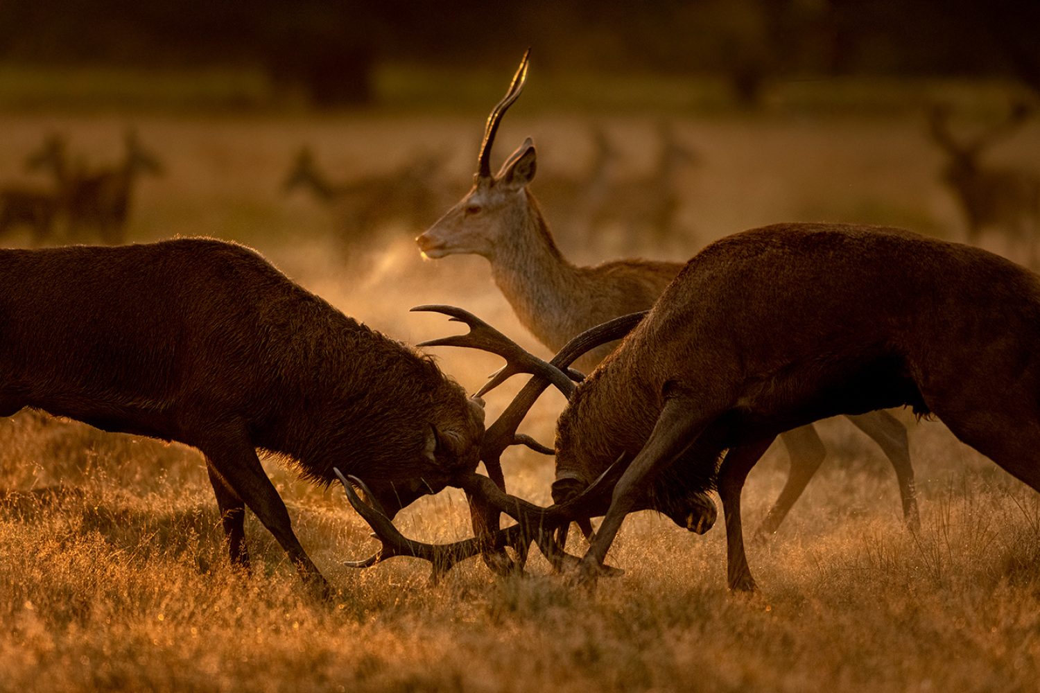 Clash of the titans insta