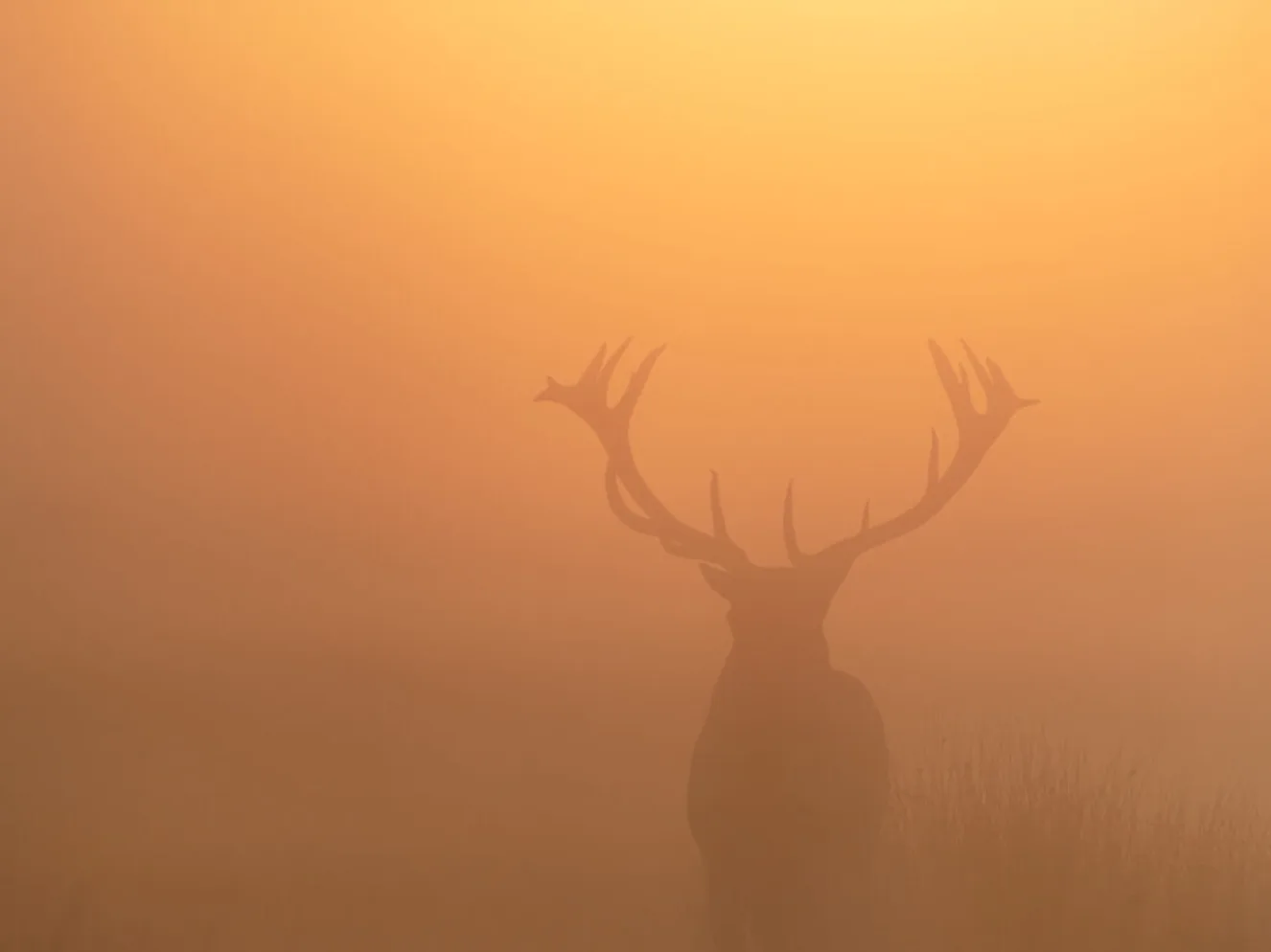 Sunrise silouhette