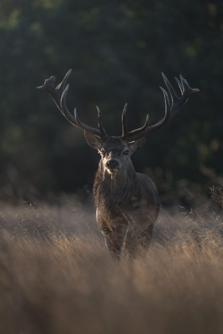 The Strut