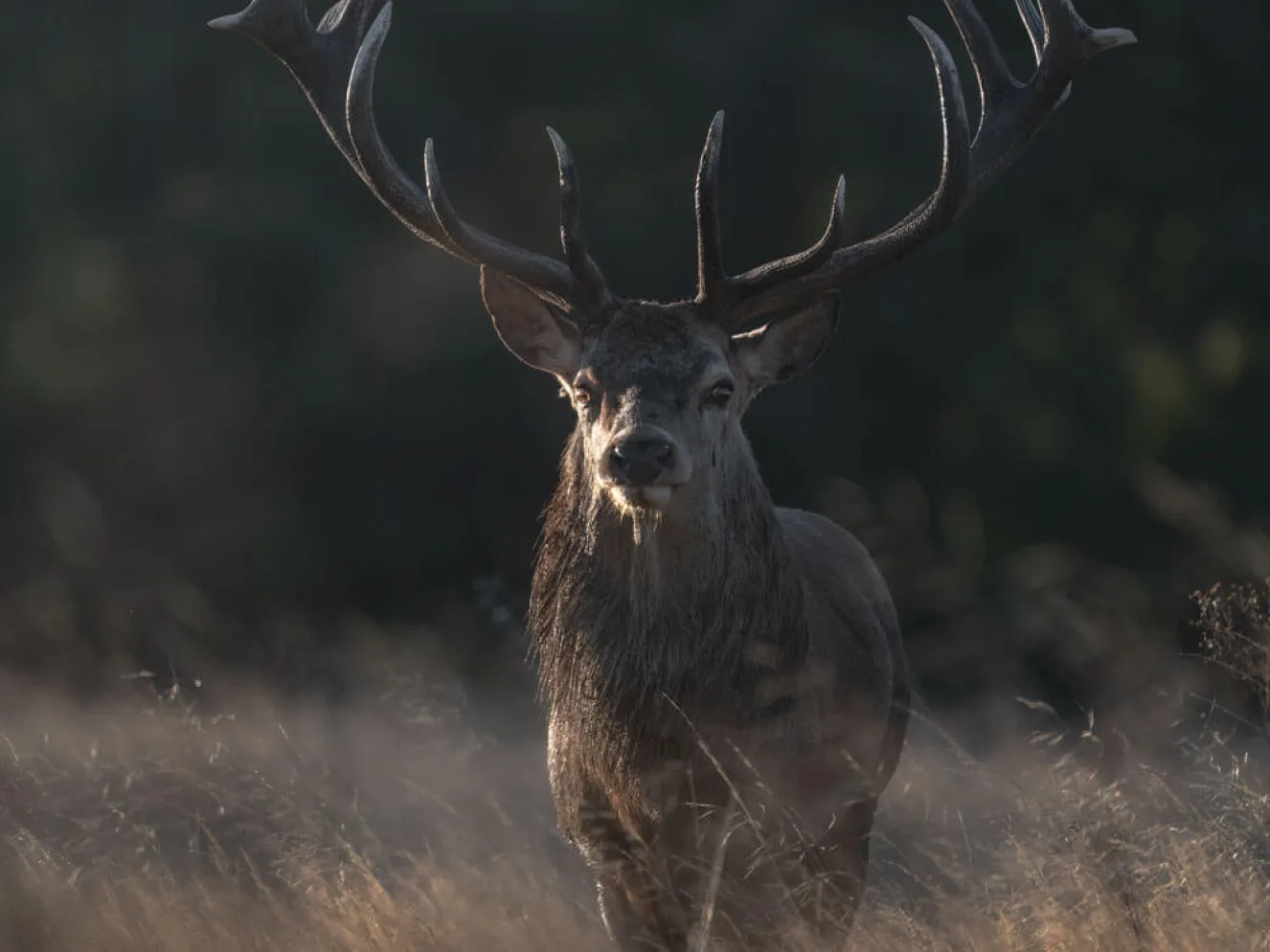 The Strut