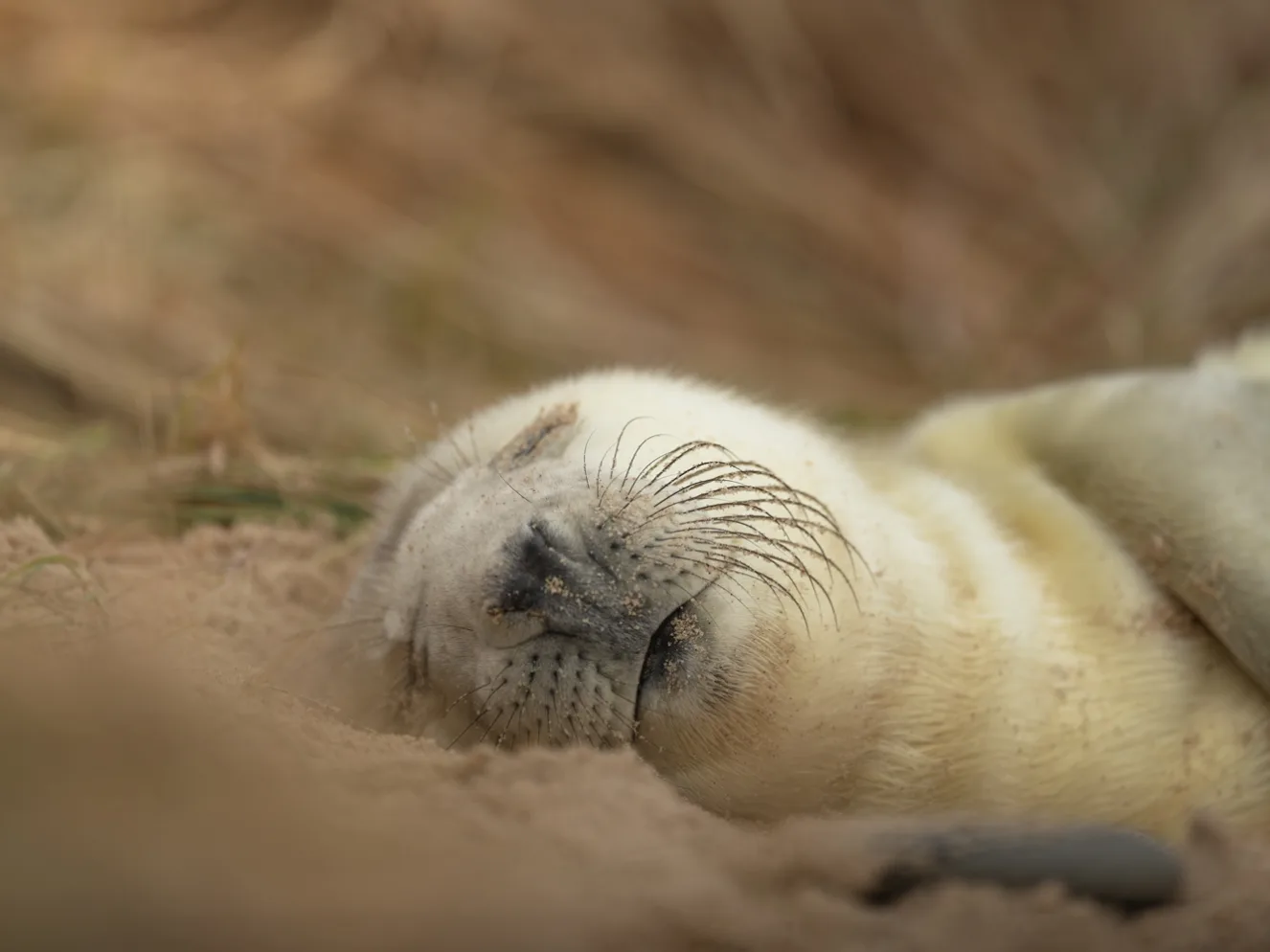 Seal Siesta