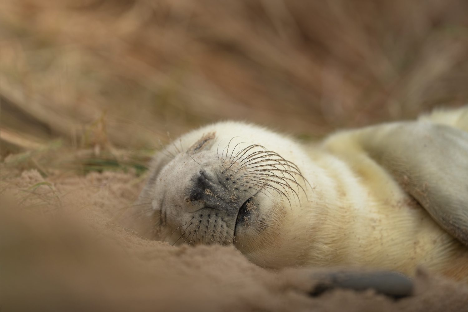 Seal Siesta