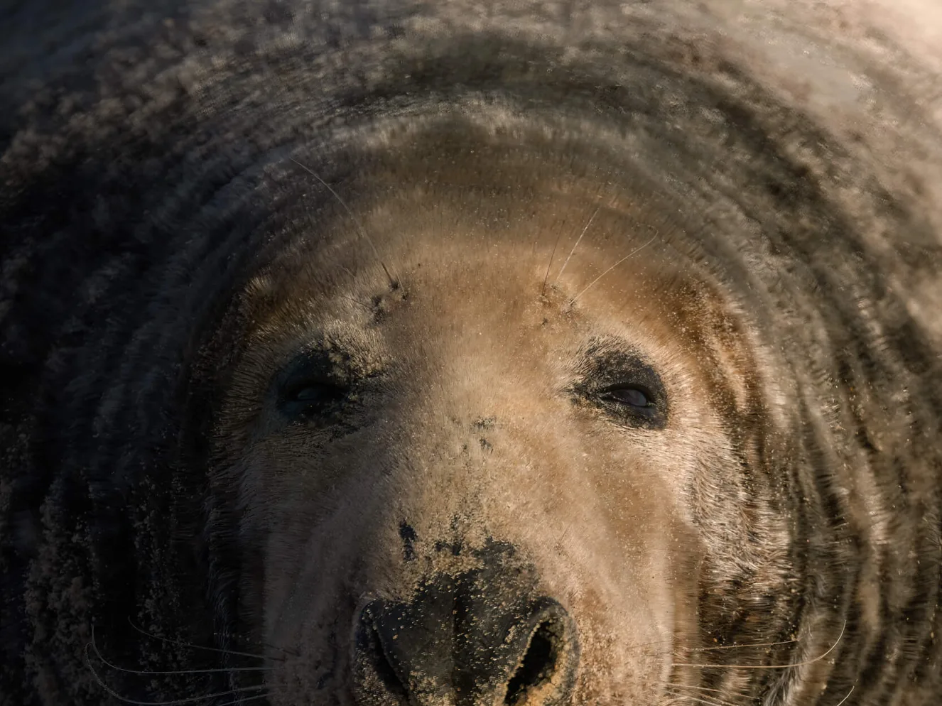 Fine Art Print | The Boss Bull Grey Seal