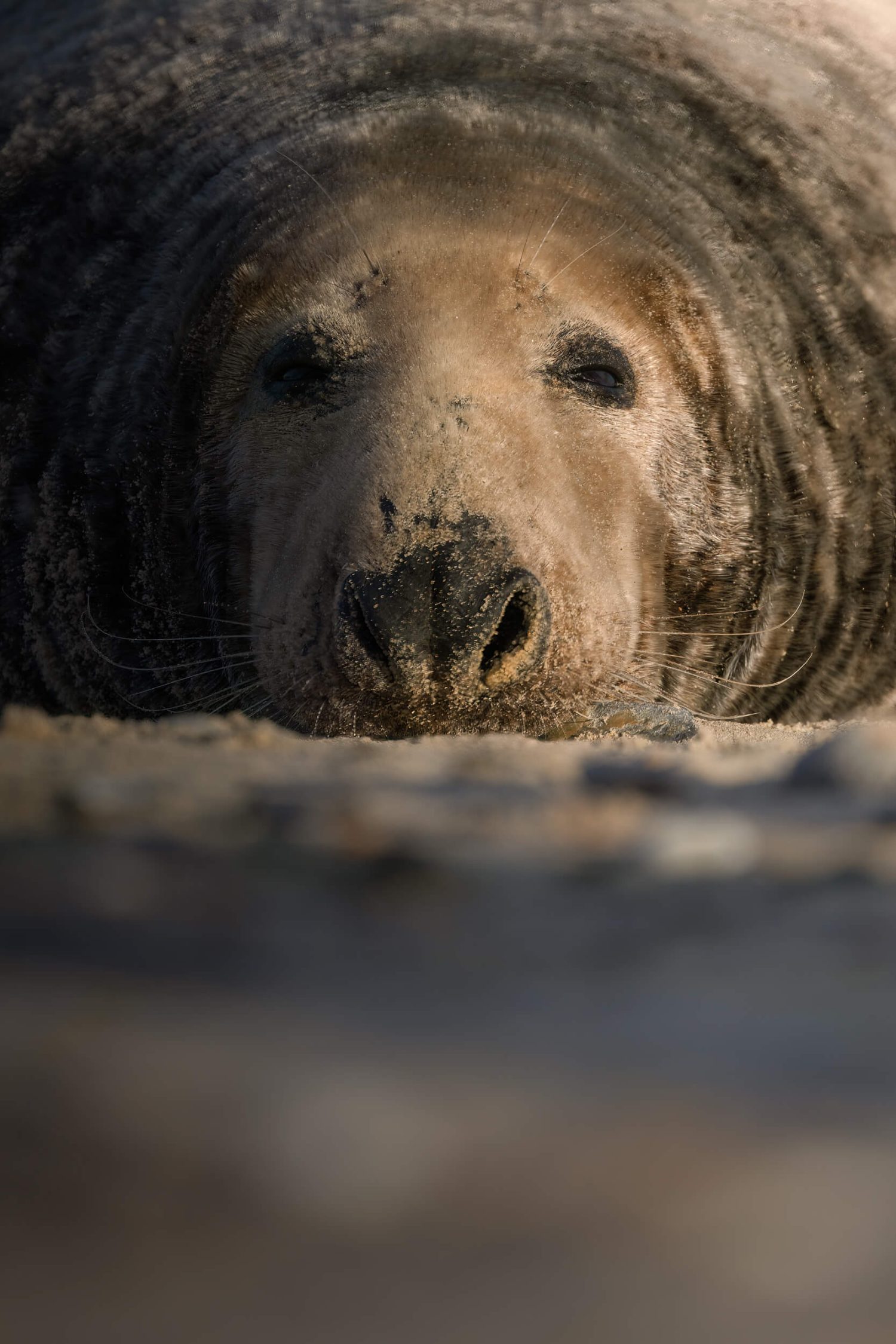 Fine Art Print | The Boss Bull Grey Seal