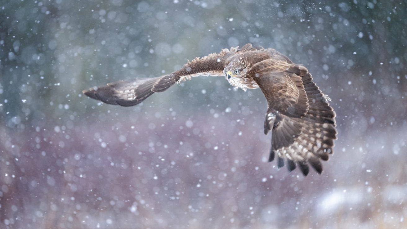 Buzzard flying in the snow