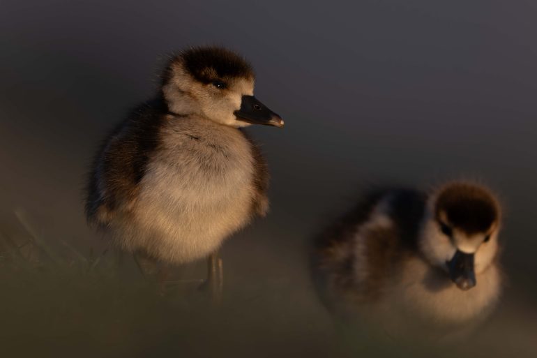 Chick in goden light