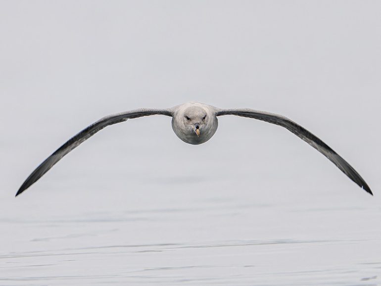 Fulmar in flight