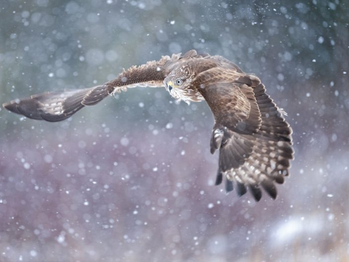 Buzzard flying in the snow